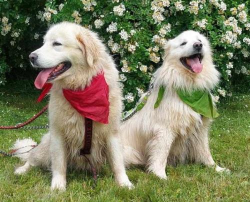 NELINKA A BELLOUŠEK