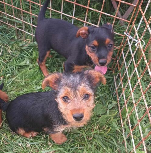 štěňátka od Ťapky