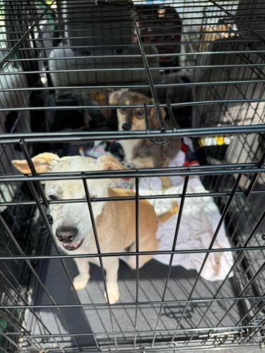 531527394_24521883447445504_7482336074086063150_n