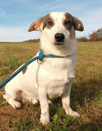 FLÍČEK (cca 4 roky)