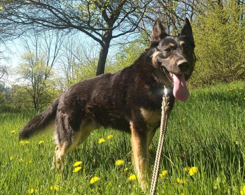 BEN (4 roky)