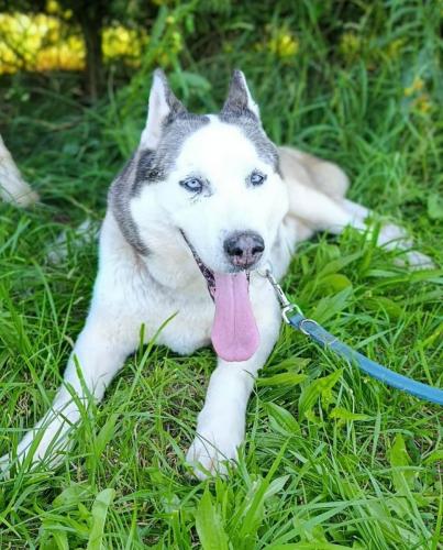 AXL (9 let)