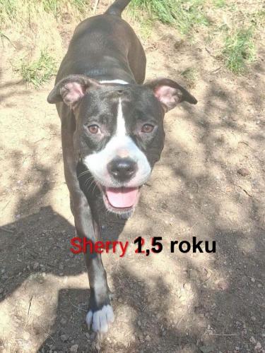 Sherry (nar. 30.12.2024) - hodná, přítulná, drobnější fenečka