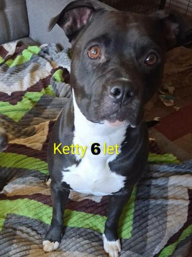 Ketty (6 let) - zřejmě žila jen v domě bez kontaktu s cizími lidmi... jen jako stroj na výrobu štěňat :-( Je nedůvěřivá, ale chytrá a šikovná