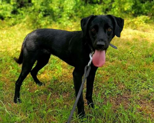 BAILEY (2 roky)