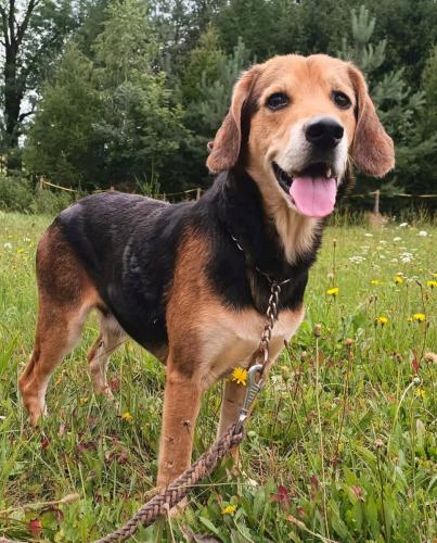 MARLEY (3 roky)