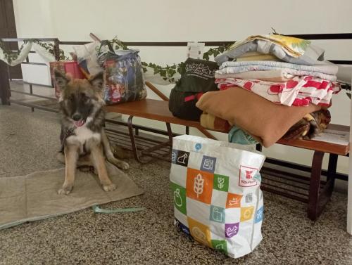Další várka věcí pro pejsky, kterou hlídal již adoptovaný Kessy.