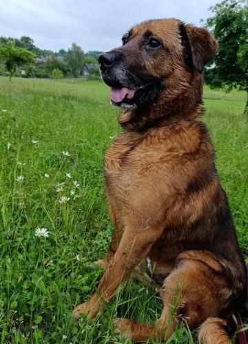 BEN (7 let)